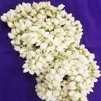 Jasmine String
