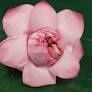 Lotus - Pink (1-ct)