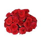 Button Rose (Red/Yellow)