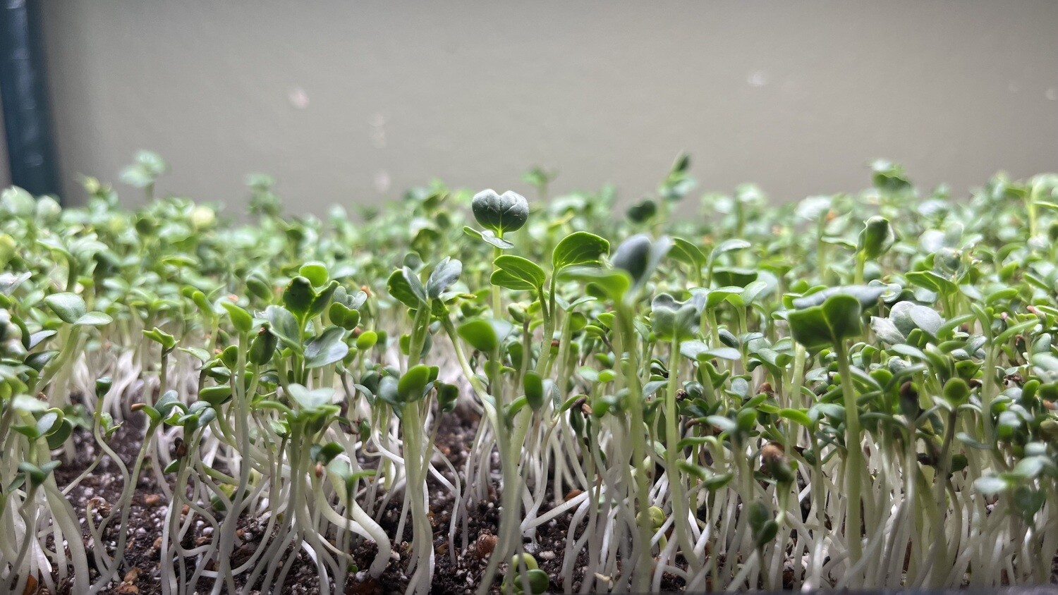 Pea Shoot Microgreens