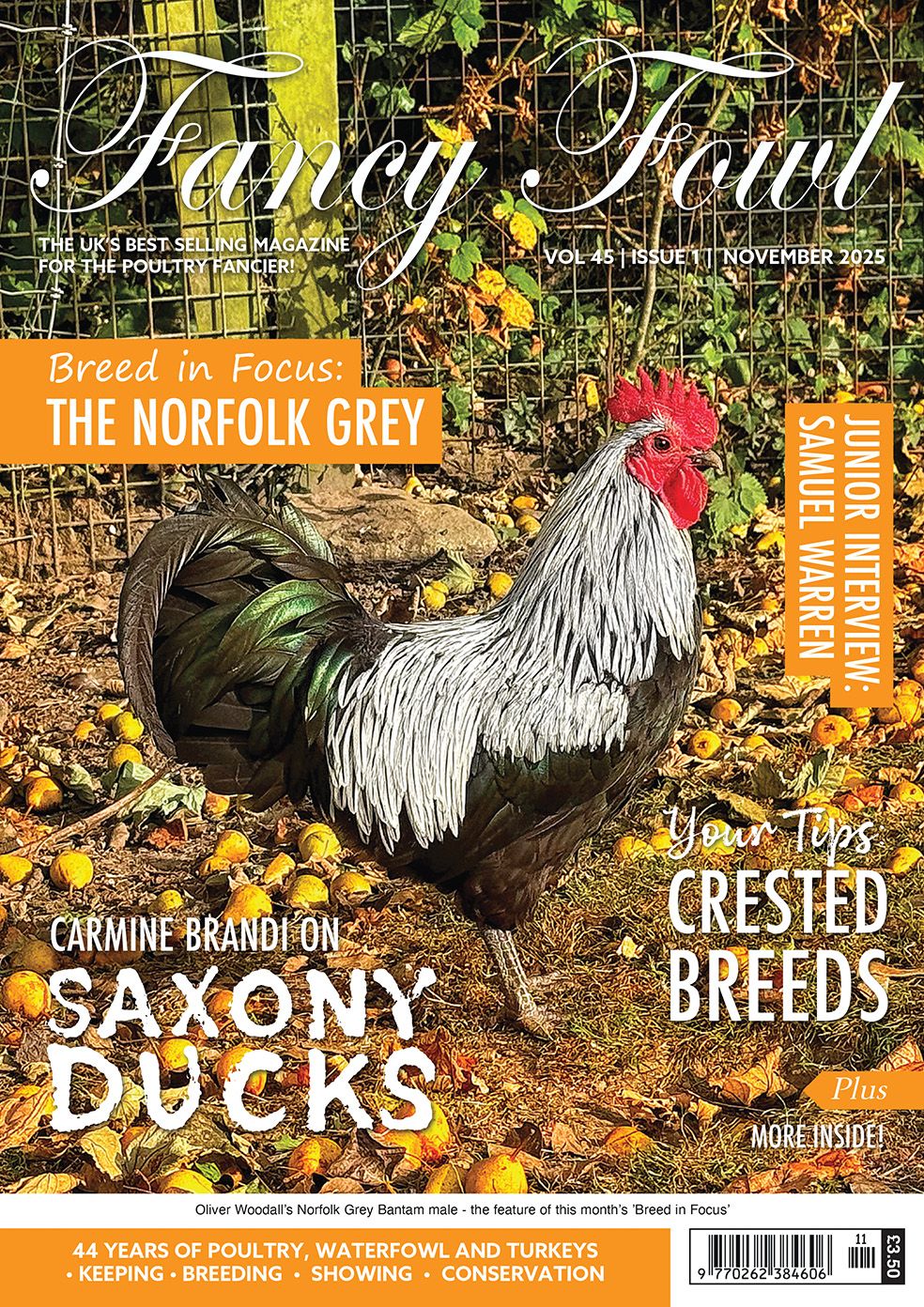 Fancy Fowl - November 2025