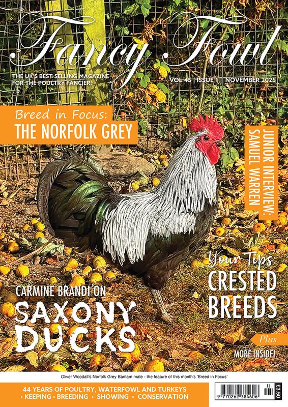 Fancy Fowl - November 2025