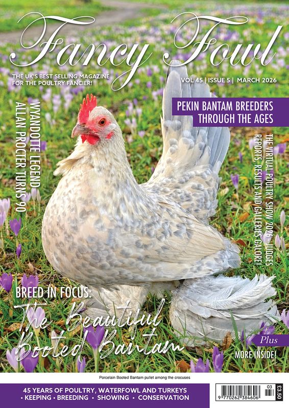 Fancy Fowl - March 2026