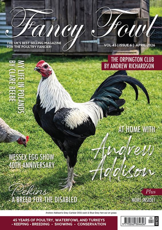 Fancy Fowl - April 2026