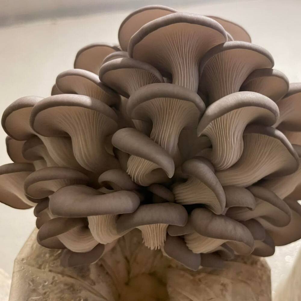 Weekly Oyster Mushrooms Subscriptions (1 lb)