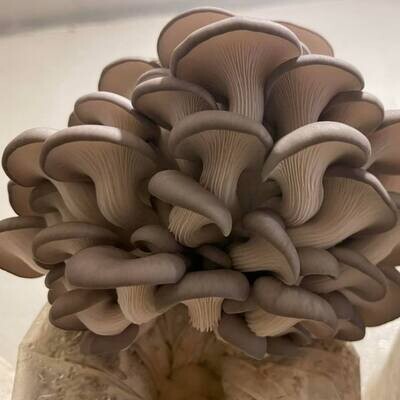Weekly Oyster Mushrooms Subscriptions (1 lb)