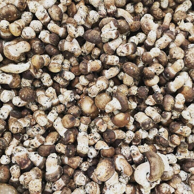 Baby Shiitake Mushrooms