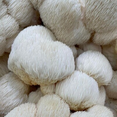 Weekly Lion&#39;s Mane Mushrooms Subscription (1 lb)