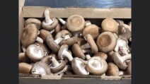 1lb Shiitake Mushrooms