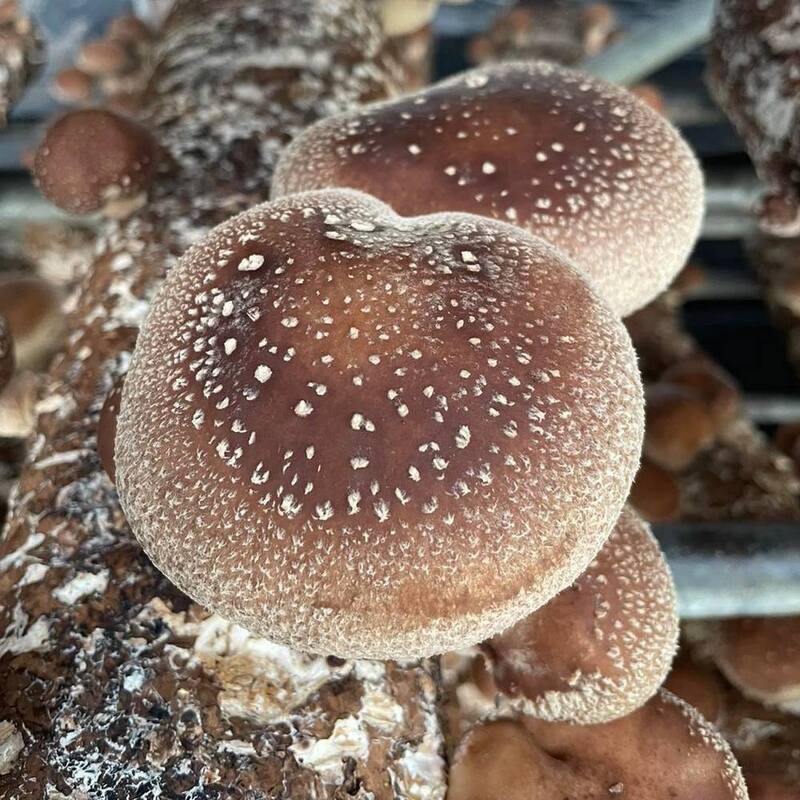 Bi-Weekly Shiitake Mushrooms Subscription (1 lb)