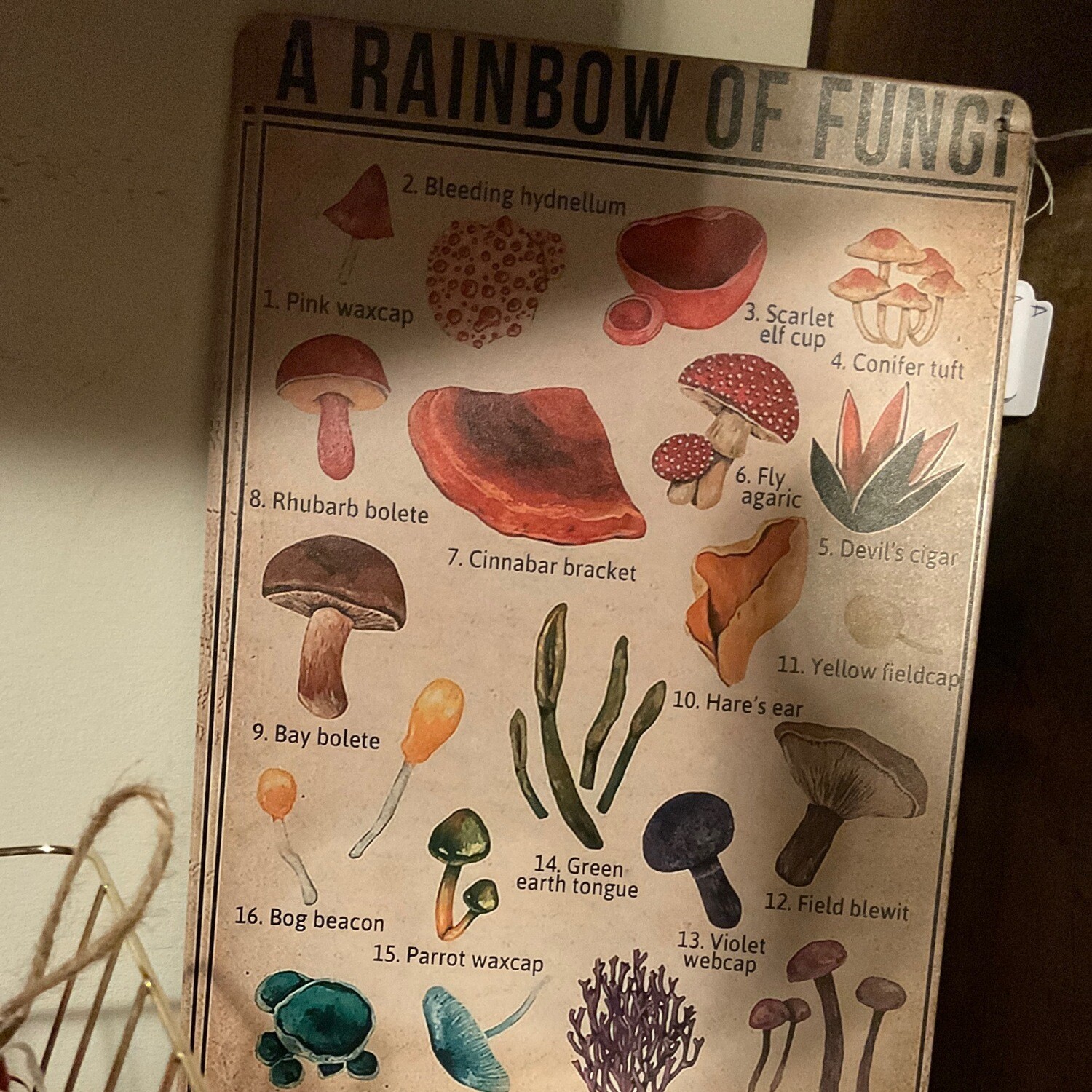 Rainbow of Fungi Tin Sign