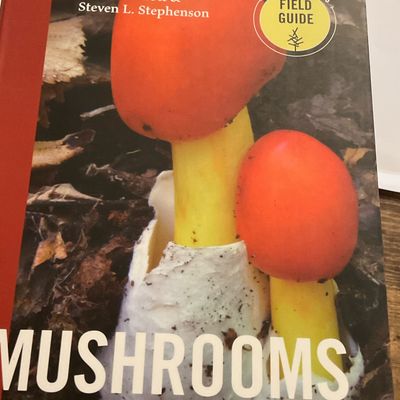 Southeast mushrooms