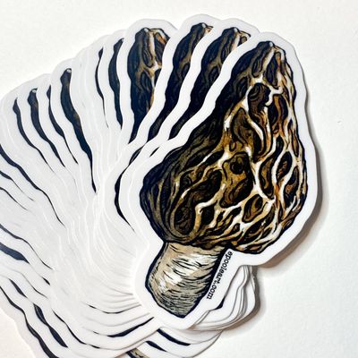 Morel Mushroom Vinyl Sticker
