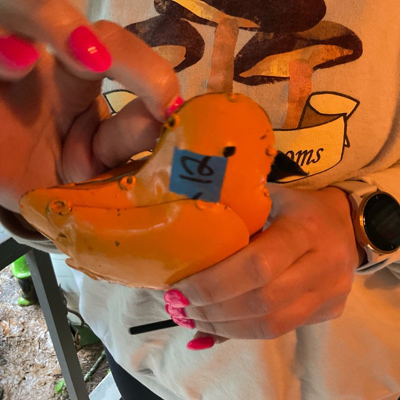 Yellow chick