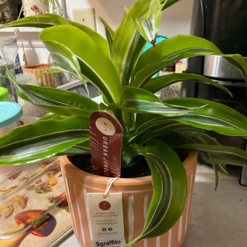 Sgraffito plant live