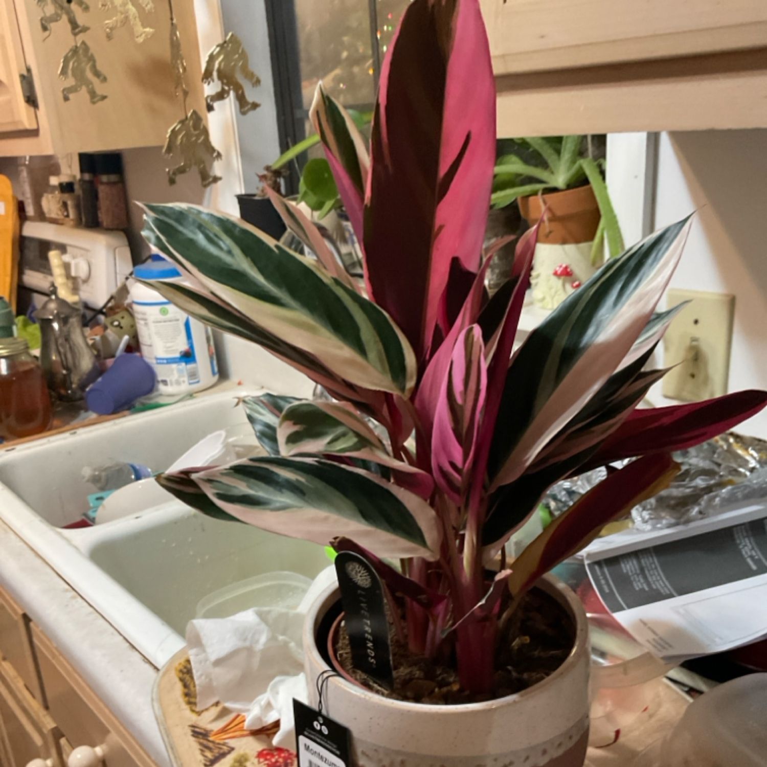 Montezuma live plant