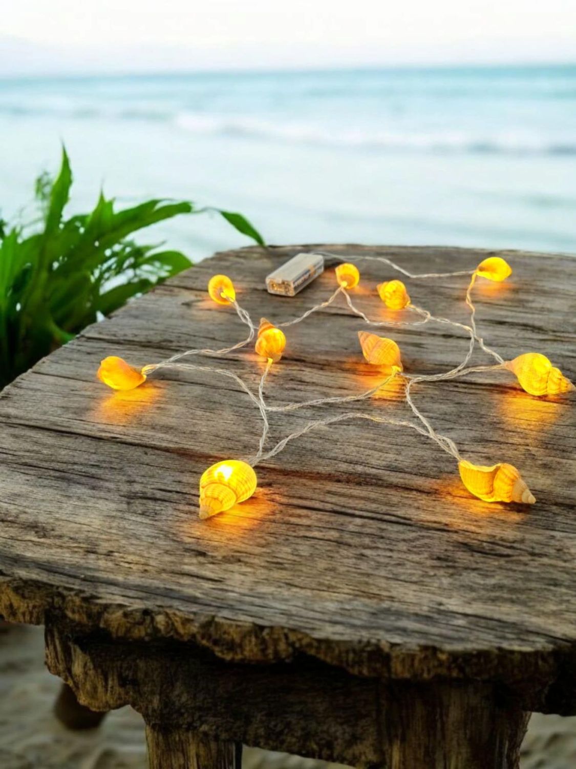 Whelk Shell String Lights