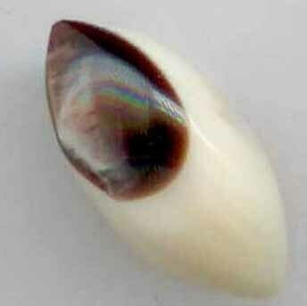 Laminated Shell, Spindle