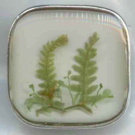 Real Ferns Embedded in Resin