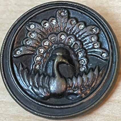 Peacock, Twinkle in Feathers