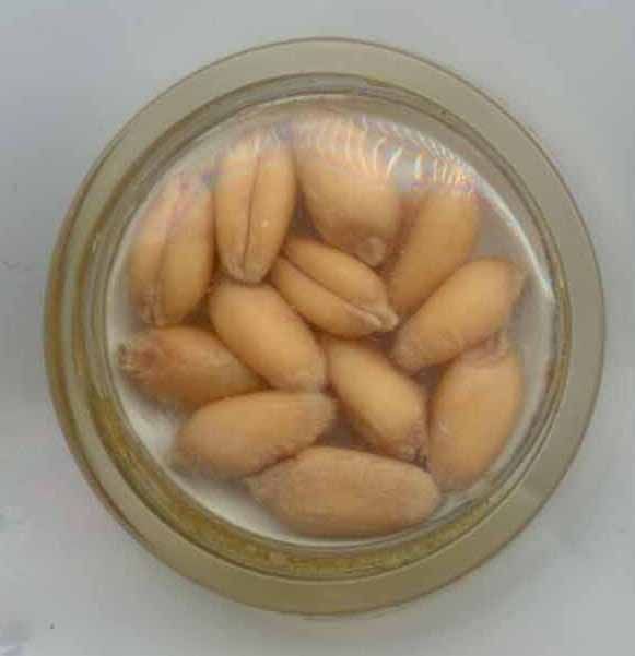 Seeds Encased in Polymer