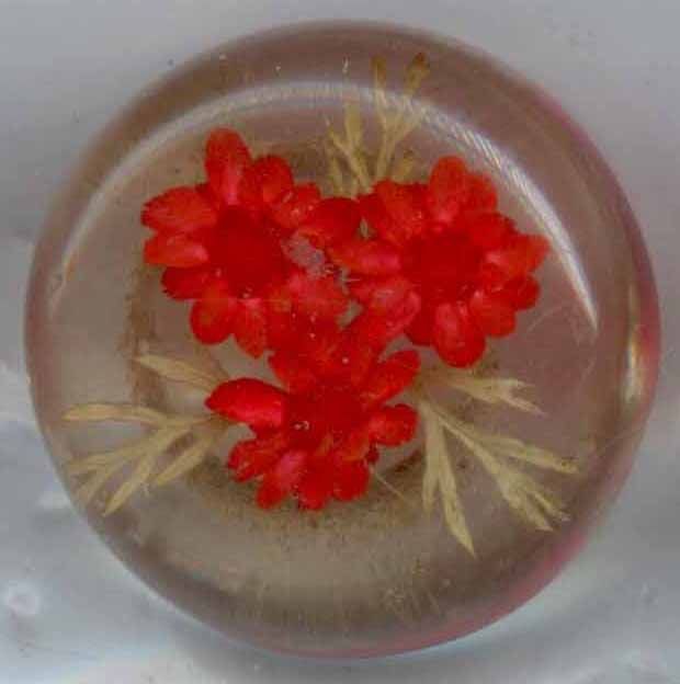 Real Plant Life Embedded in Plastic
