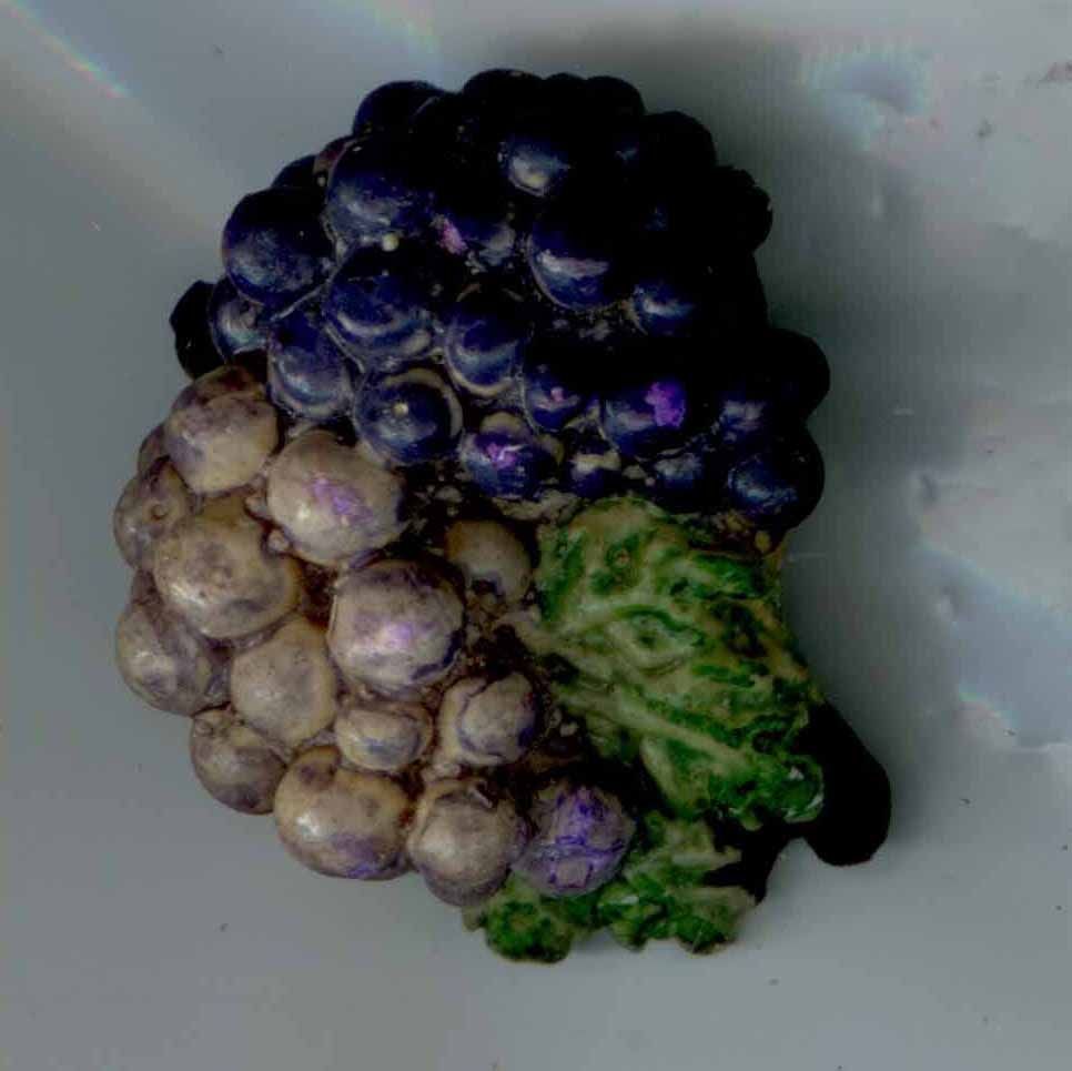 Plaster Grapes