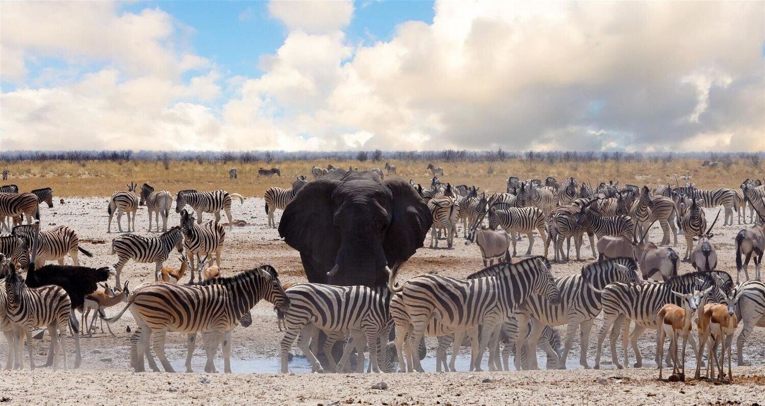 Namibia |con coche de alquiler  | 9 días hasta el 10 de octubre 2026
