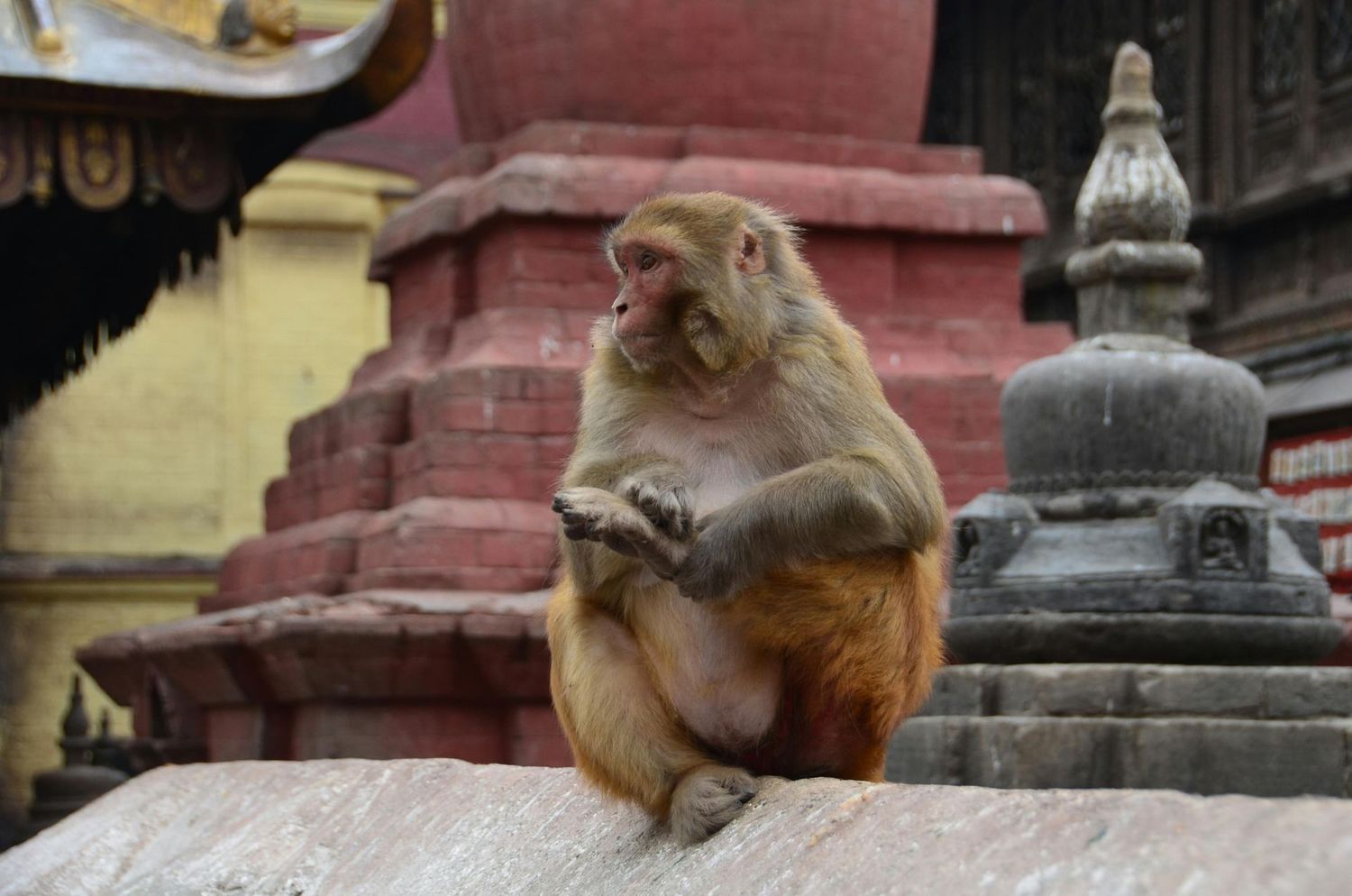 India | Triangulo de Oro 11 dias Con Nepal hasta marzo 2027