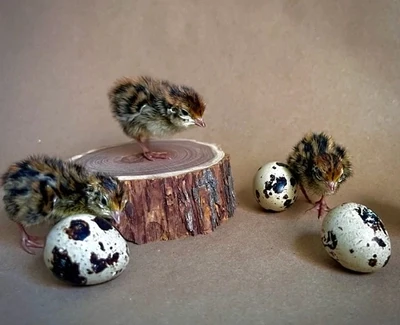 Hatching Eggs - Jumbo Coturnix
