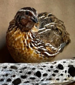 Jumbo Coturnix Roosters 4-6 weeks old