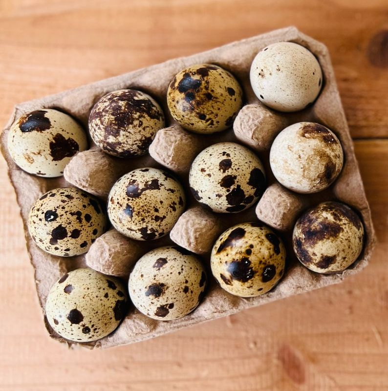 Hatching Eggs - Jumbo Coturnix