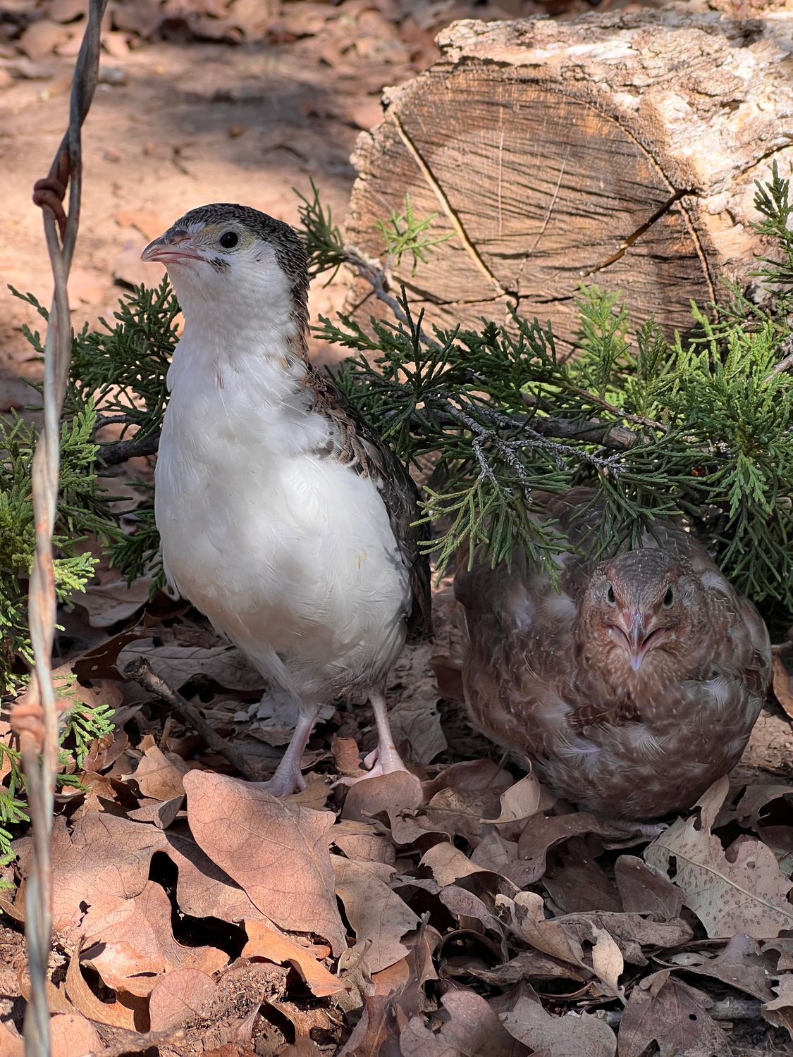 Celadon Coturnix Roosters 4-6 weeks old