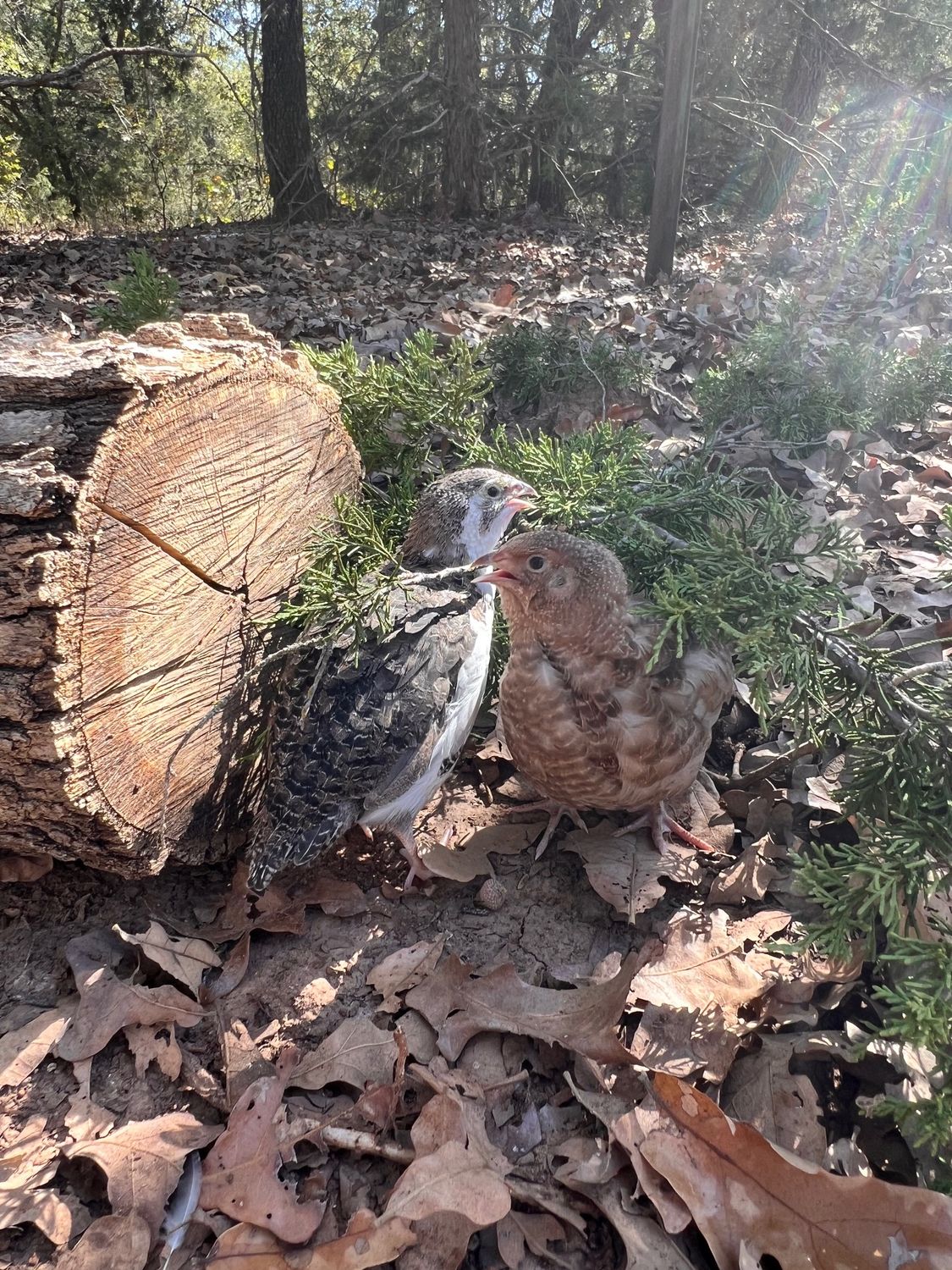 Celadon Coturnix Roosters 6+ weeks old