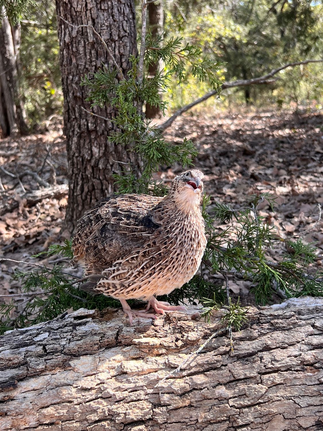 Jumbo Coturnix Hens 4-6 weeks old