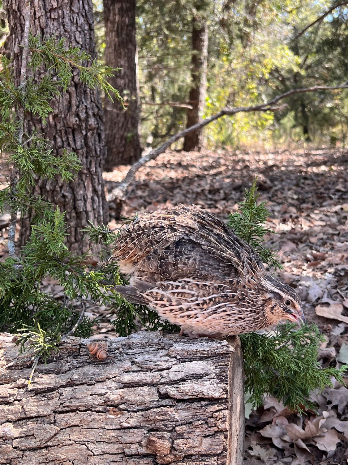 Jumbo Coturnix Hens 6+ weeks old