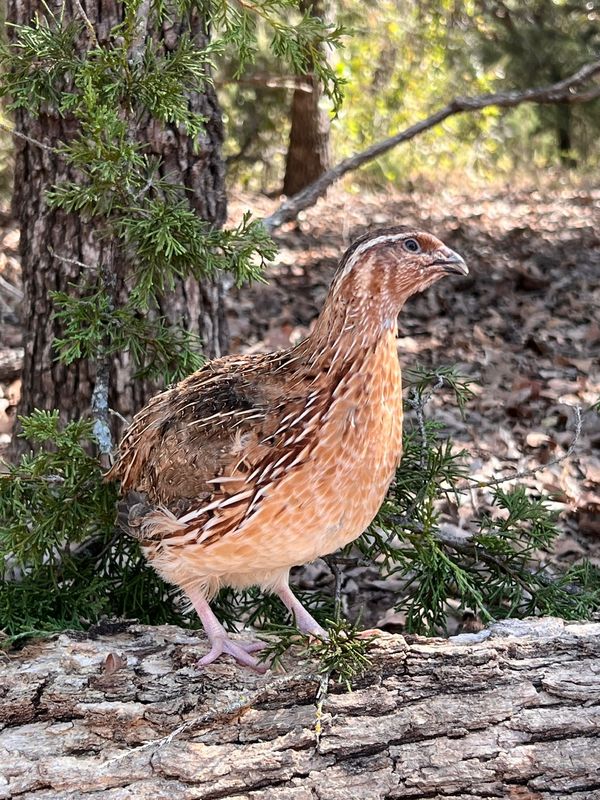 Jumbo Coturnix Roosters 4-6 weeks old