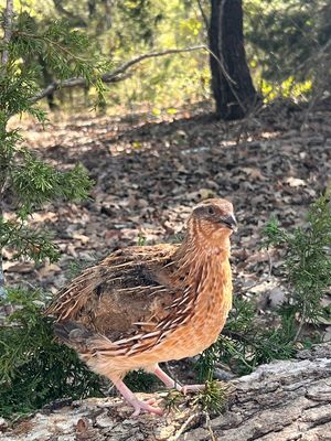 Jumbo Coturnix Roosters 8+ weeks old
