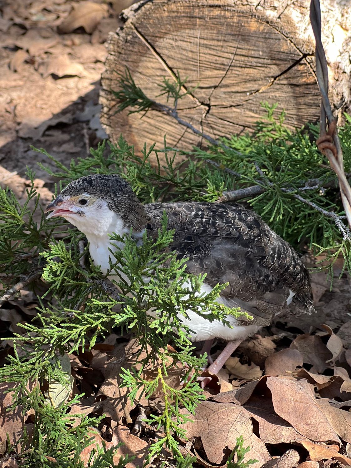 Standard Coturnix Roosters 4-6 weeks old