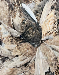Quail Feathers for Fly Tying And Crafts