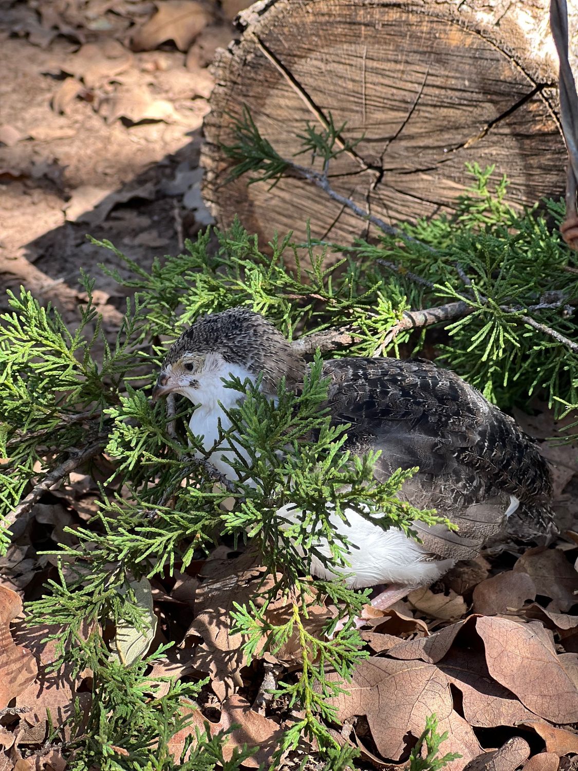 Celadon Coturnix Hens 4-6 weeks old