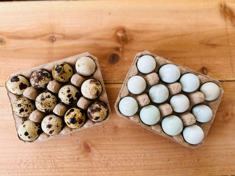 Hatching Eggs - Standard Coturnix