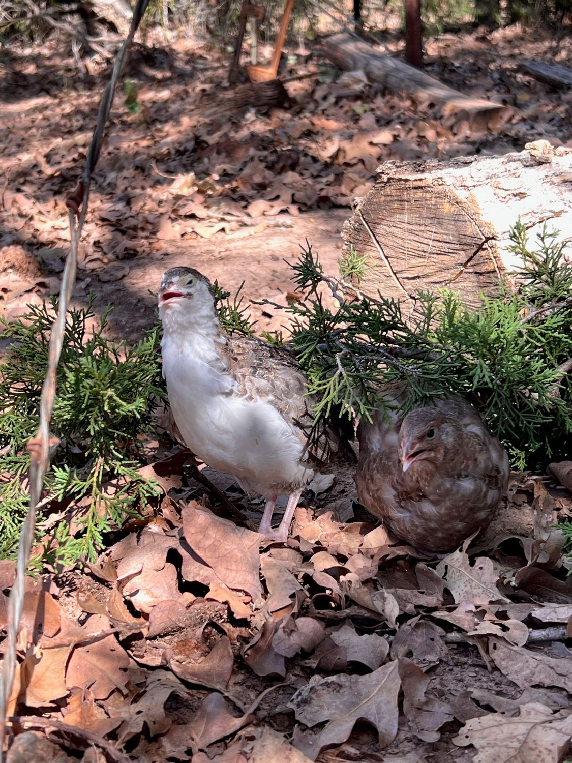 Standard Coturnix Hens 4-6 weeks old