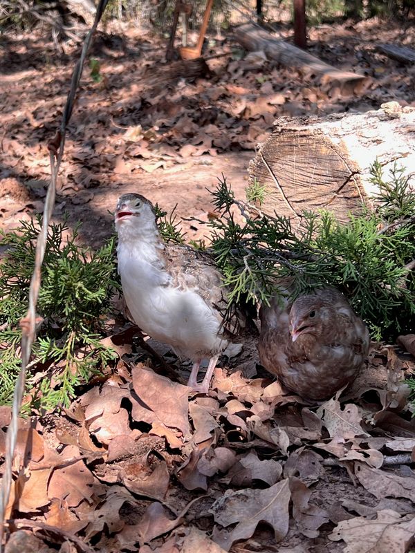 Standard Coturnix Hens 4-6 weeks old
