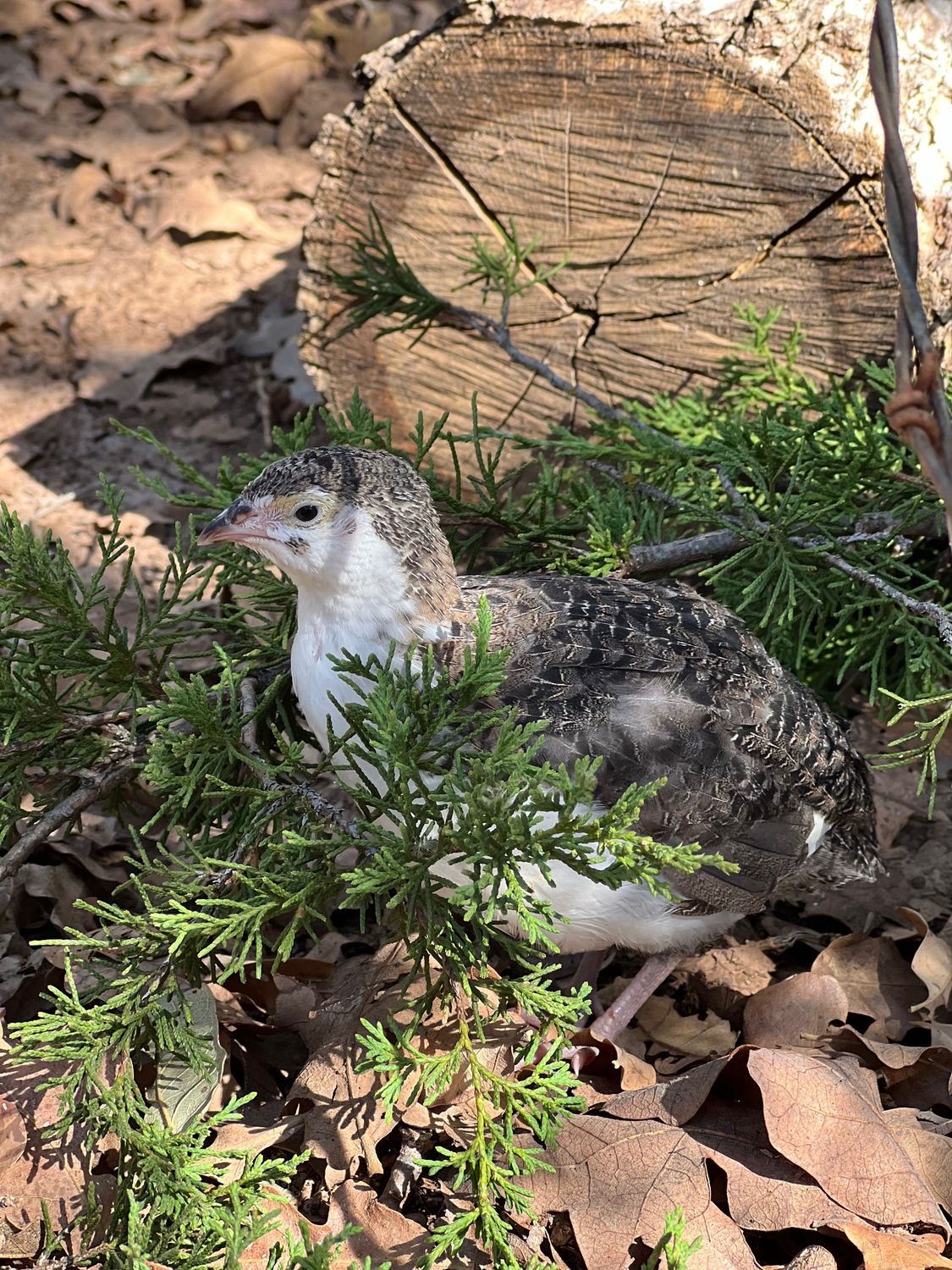 Standard Coturnix Hens 6+ weeks old