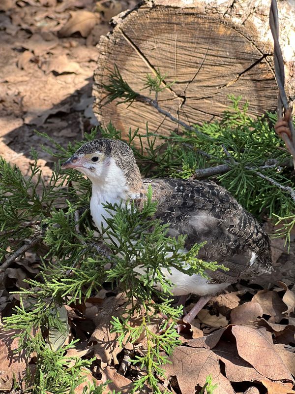 Standard Coturnix Hens 6+ weeks old