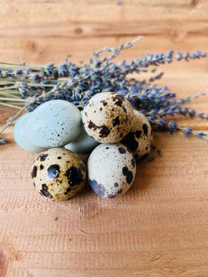 Hatching Eggs