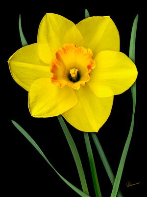Simply Daffodil