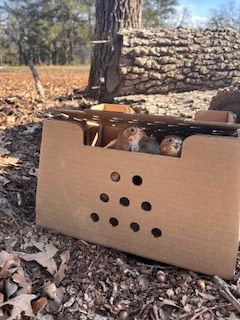 Standard Coturnix 3 weeks - Straight Run