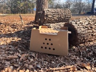 Live Quail Shipping